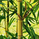 Phyllostachys praecox viridisulcata